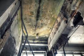 Best Mold Prevention Services  in Kingsland, GA